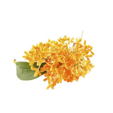 Osmanthus