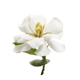 Gardenia
