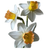Neroli