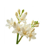 tuberose