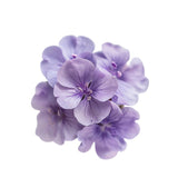 Heliotrope