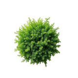 moss