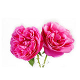  Bulgarian Rose 