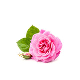 Damask rose