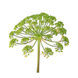 angelica