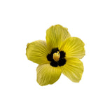 Ambrette Musk Mallow