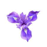 iris