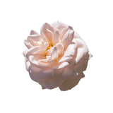 Rose de Mai