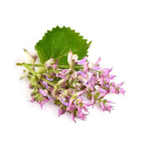 clary sage