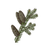 Balsam Fir