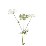 hemlock