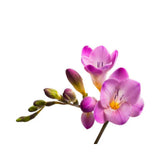 freesia