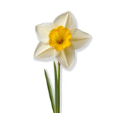 Narcissus