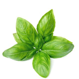 Basil