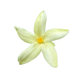 Papaya flower 