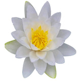 water lily