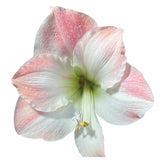  Amaryllis