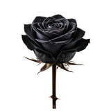 Black Rose Notes