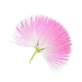 Silk Tree blossom
