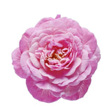 Maroccan Rose