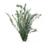blue eucalyptus
