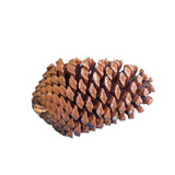 maritime pine