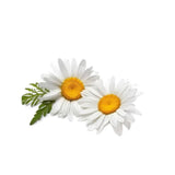 Roman chamomile