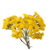 Immortelle