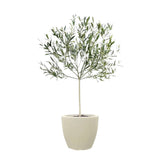olive tree