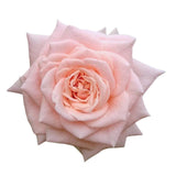 majestic rose