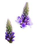 vervain
