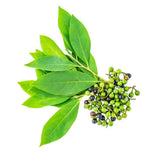 Indonesian Litsea Cubeba: