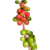Coffee Tree
