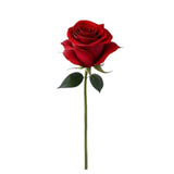 Red Rose