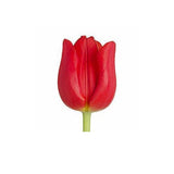 Red Tulip