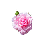 Taif Rose