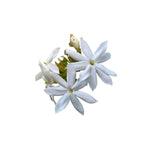 Jasmine Absolute