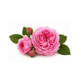 Damascena Rose