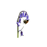 Bluebell