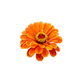 Orange Flower
