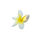 Plumeria