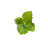 Indonesian Patchouli