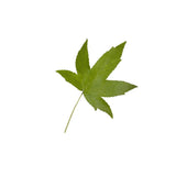 Sweet Gum