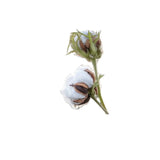 Cotton Flower