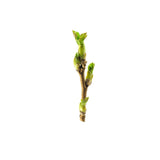 Blackcurrant Bud
