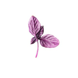 Purple Basil