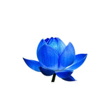 Blue Lotus
