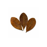 Almond Leaves