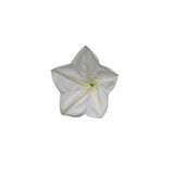 Moon Flower