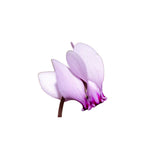 Morning Dew Cyclamen